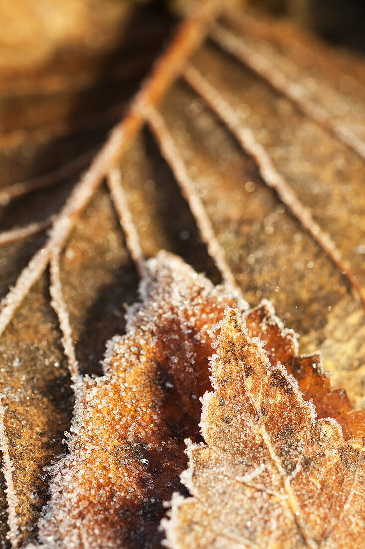 Close-up detail of a frost covered leaf, Alaska, United States of America