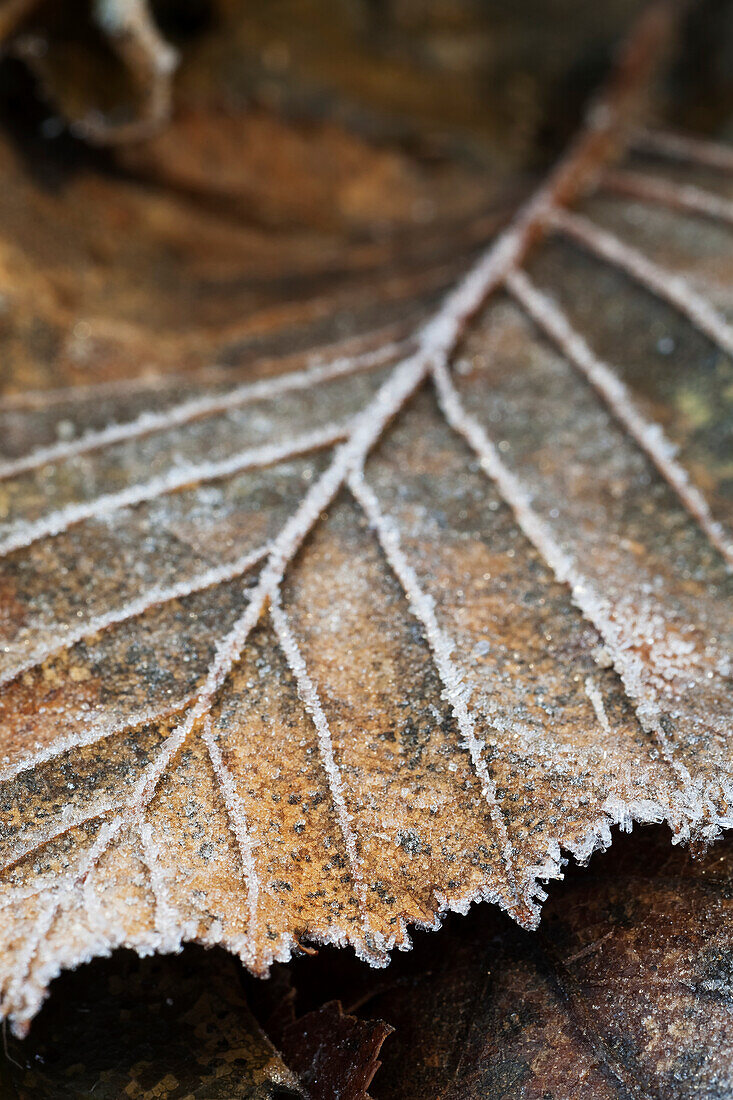 Close-up Detail eines frostbedeckten Blatt, Alaska, Vereinigte Staaten von Amerika