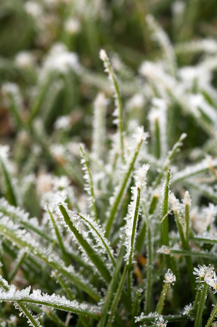 Ice crystals on blades of grass, Alaska, United States of America
