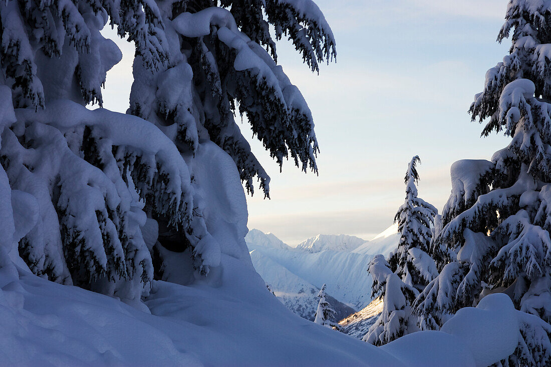 Snow covered pine trees with bending branches in winter, Alaska, United States of America