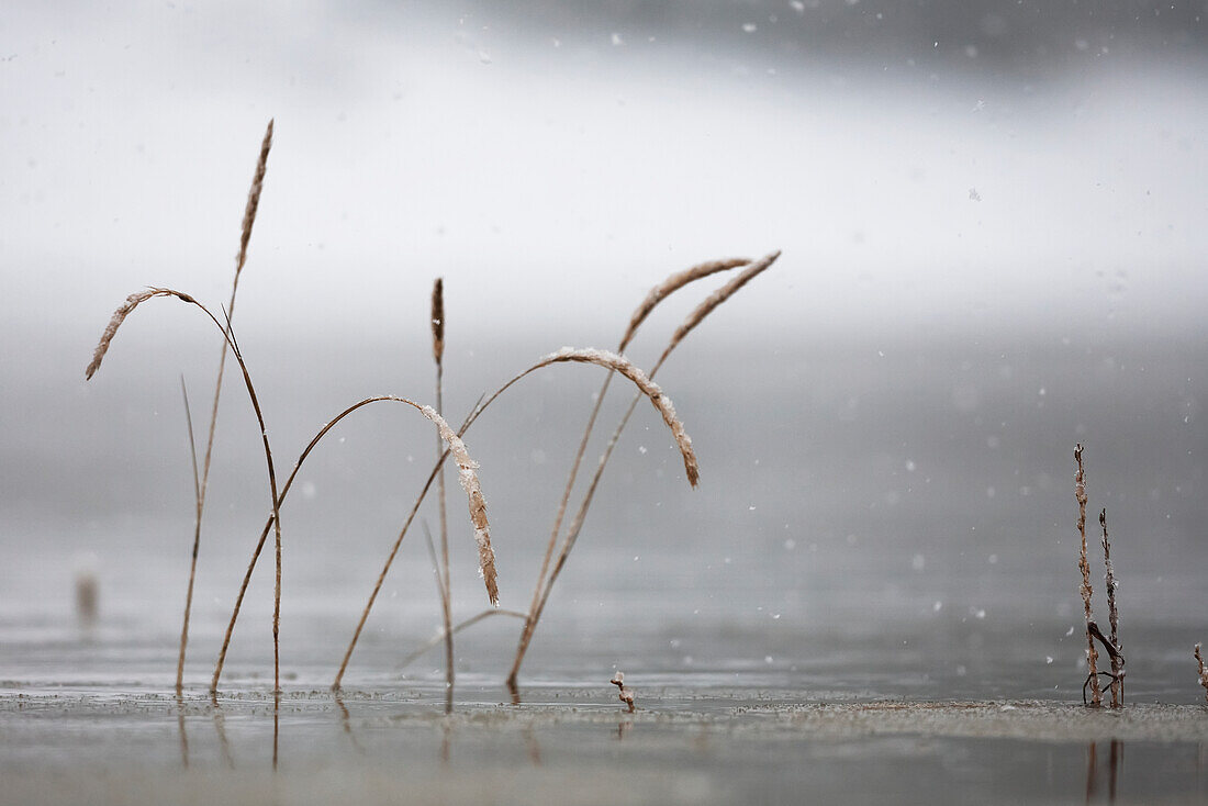Tall grasses submerged in water with raindrops falling against a grey background, Homer, Alaska, United States of America