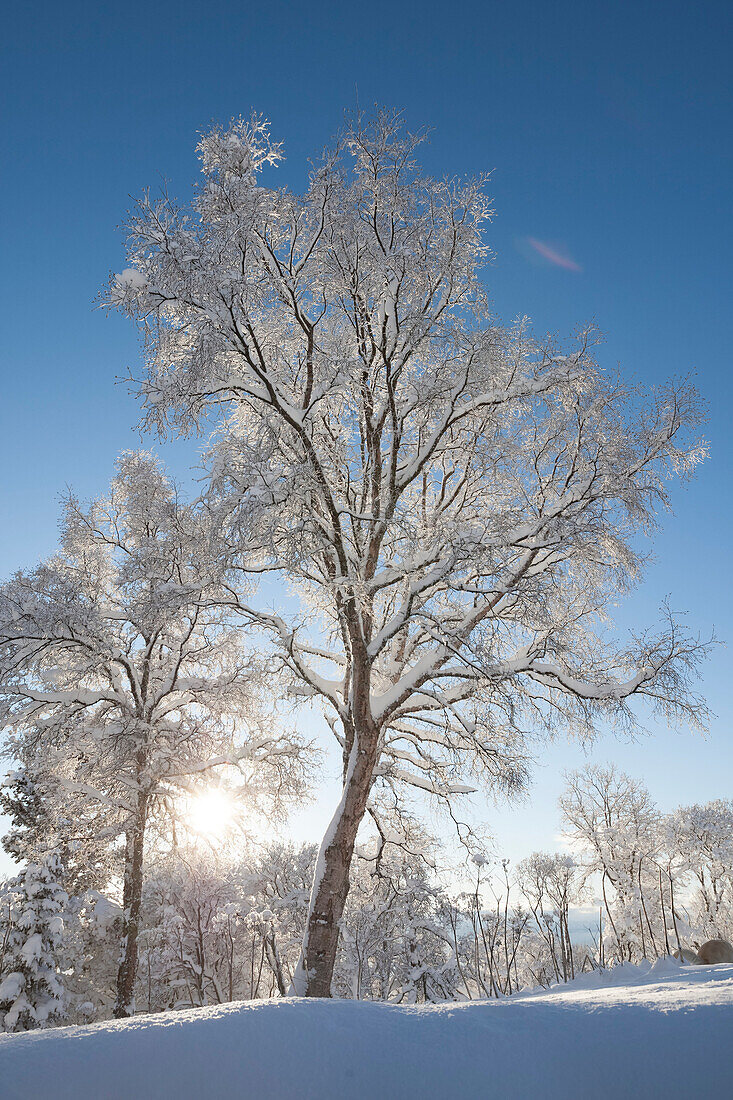 Trees covered in hoarfrost backlit by the sunlight against a blue sky, Alaska, United States of America