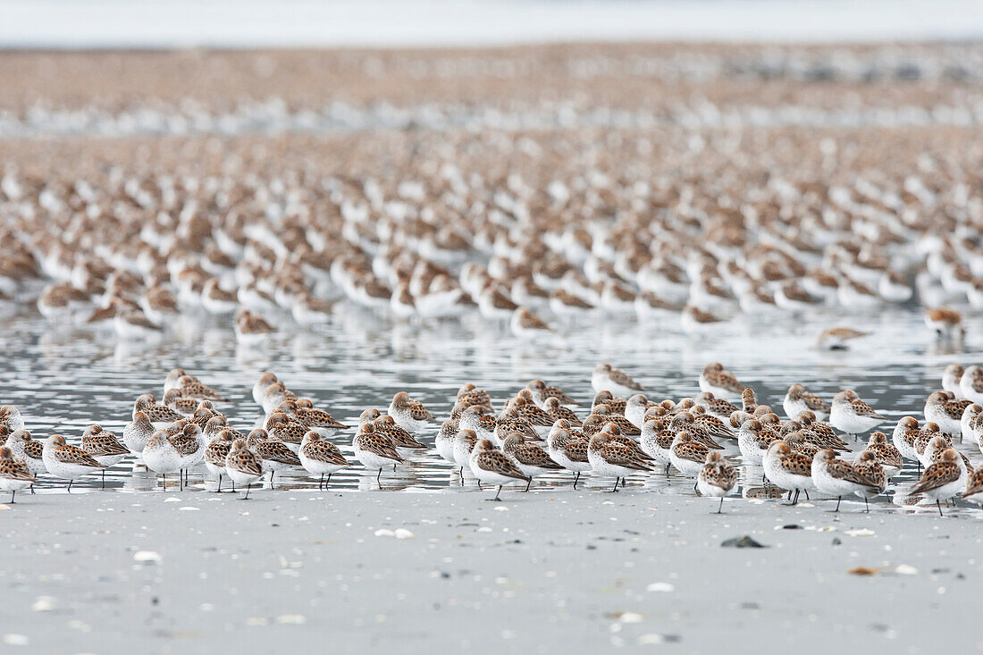 Eine große Menge von kleinen Vögeln, die auf dem schneebedeckten Boden stehen, Cordova, Alaska, Vereinigte Staaten von Amerika