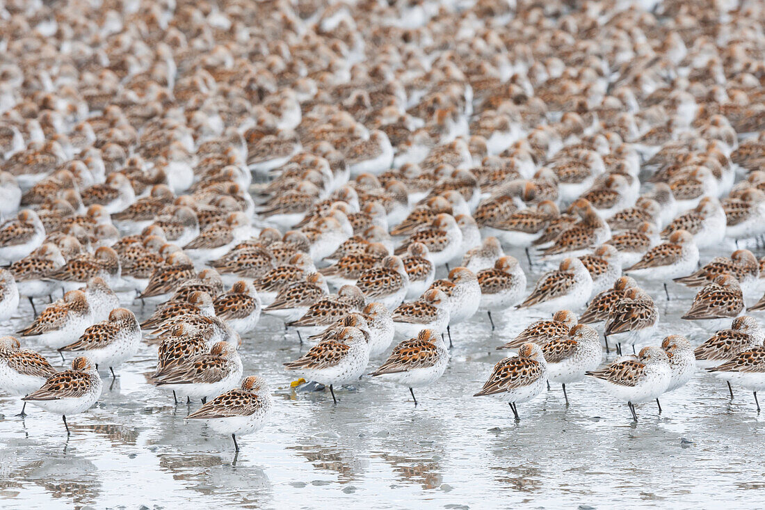 A large flock of small birds standing on one leg with spotted plumage on their wings, Cordova, Alaska, United States of America