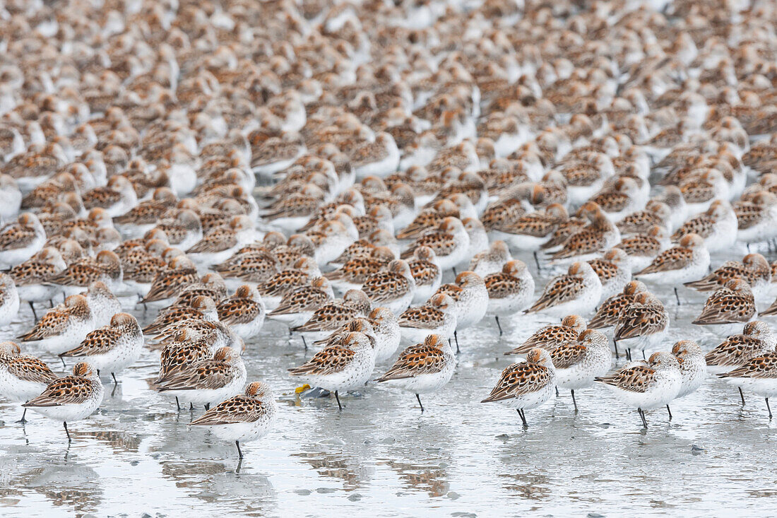 Eine große Menge von kleinen Vögeln, die auf einem Bein mit geflecktem Gefieder auf ihren Flügeln stehen, Cordova, Alaska, Vereinigte Staaten von Amerika