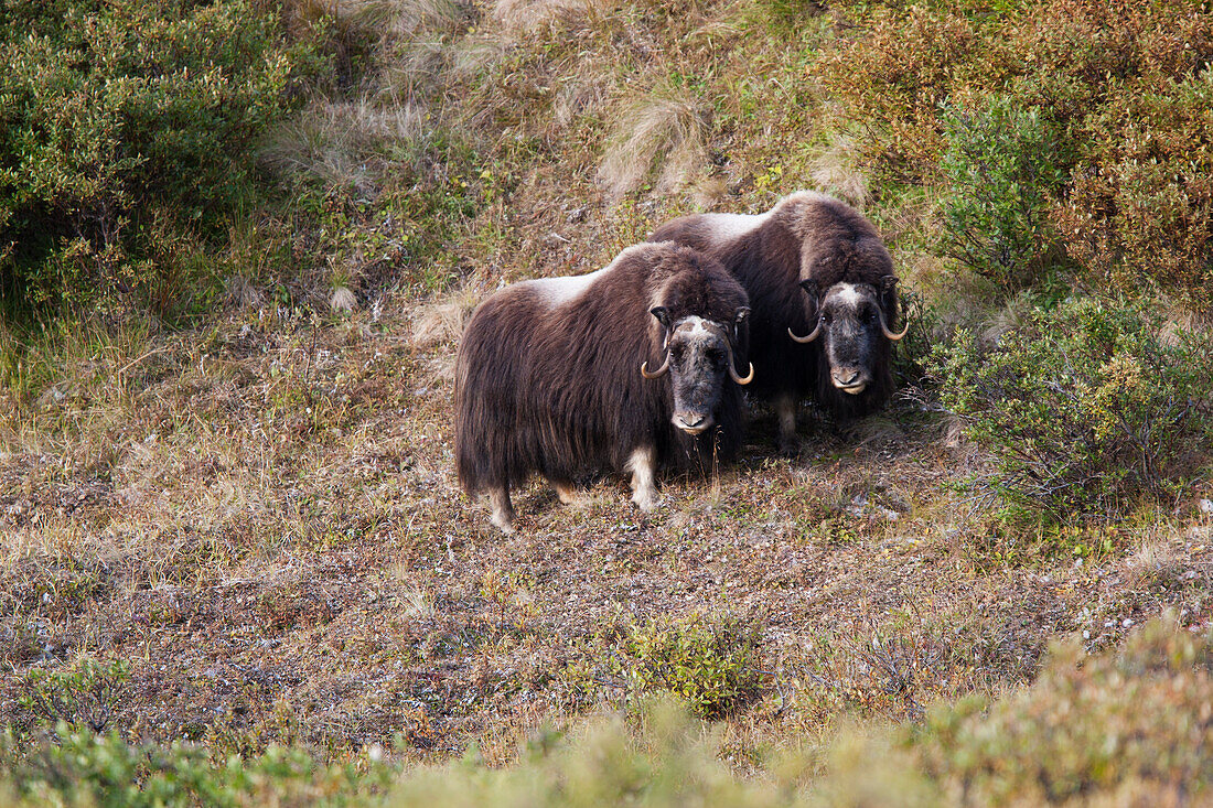 Muskox (Ovibos moschatus) auf einem Hügel, Alaska, Vereinigte Staaten von Amerika