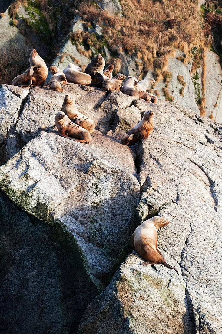 Seals resting on rocks, Kenai Fjords, Alaska, United States of America