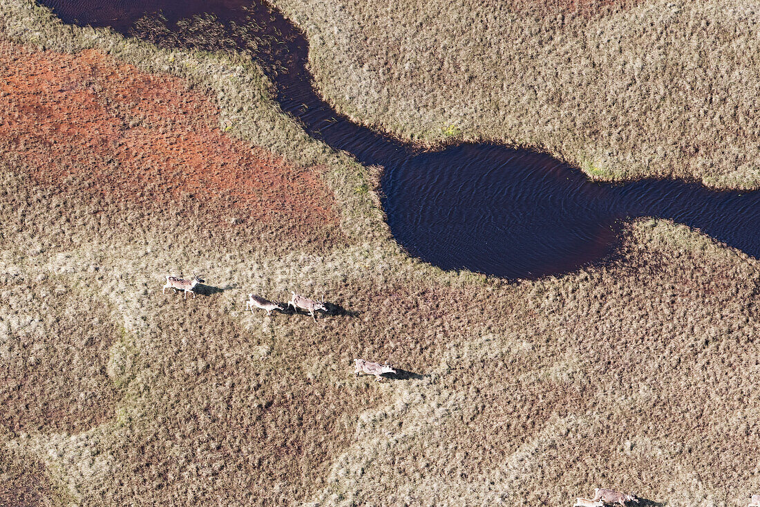 Caribou (Rangifer tarandus caribou) roaming the arid landscape, North Slope Borough, Alaska, United States of America