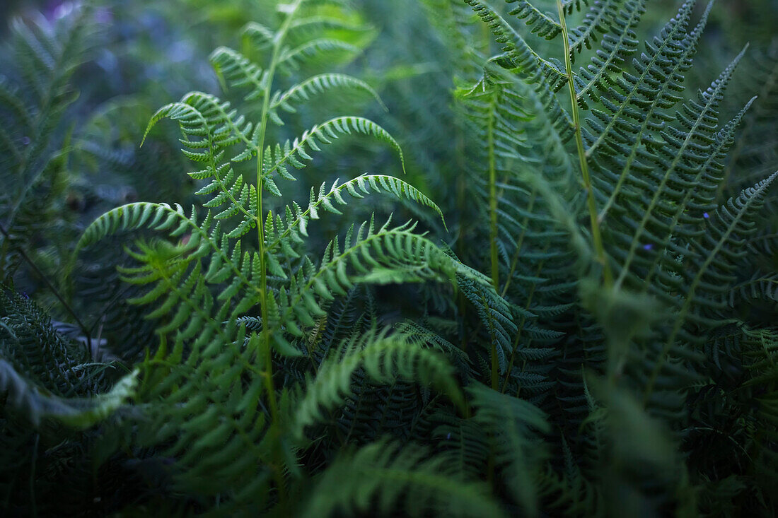 Ferns, Alaska, United States of America