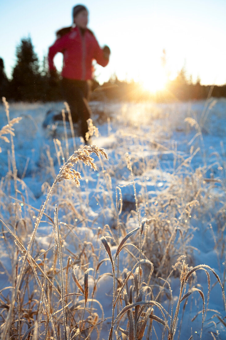 Laufen über ein Feld mit Schnee und langen Gräsern im Winter, Homer, Alaska, Vereinigte Staaten von Amerika