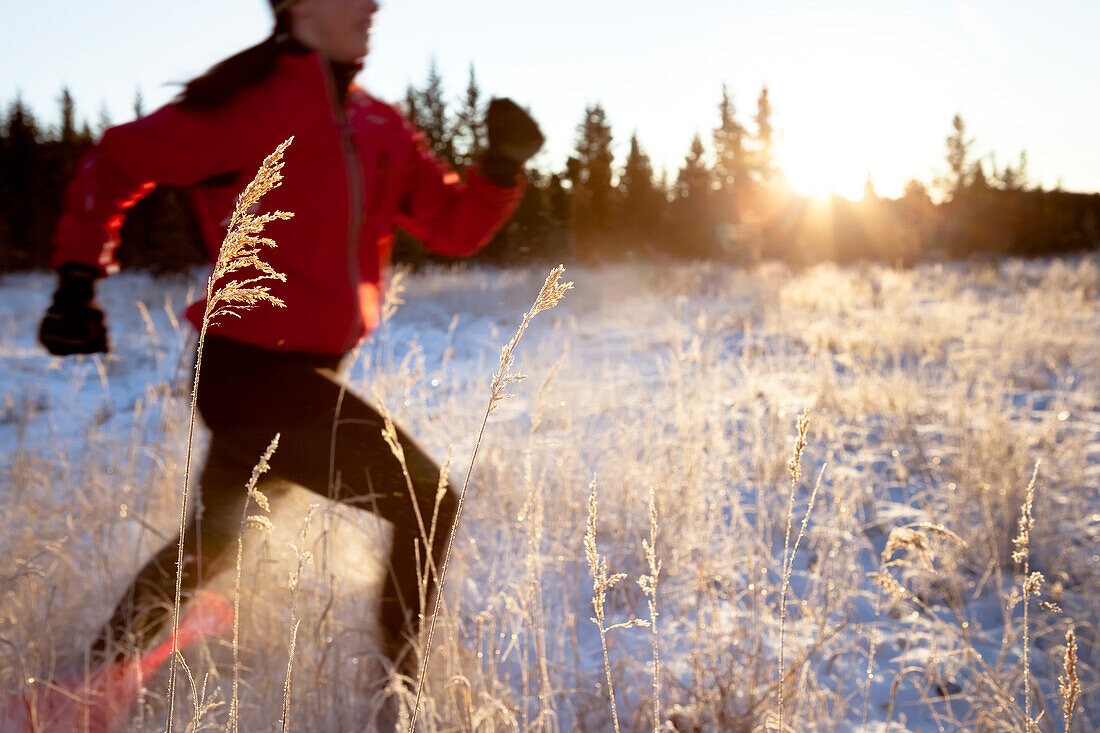 Running across a field with snow and long grasses in winter, Homer, Alaska, United States of America