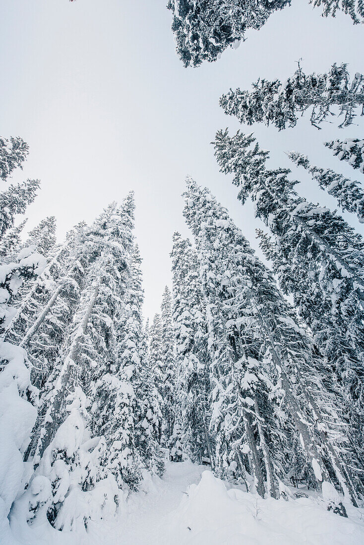 man hiking through the forest at Lake Louise, Bow Valley, Banff National Park, Alberta, Kanada, north america