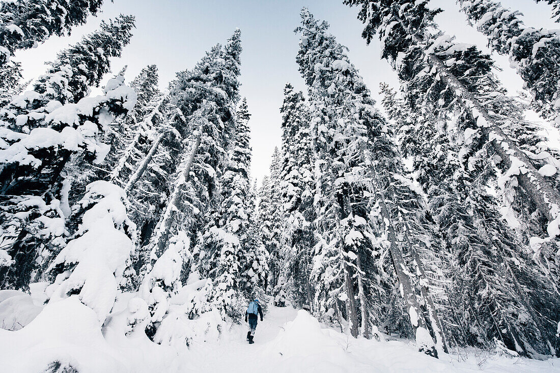 man hiking through the forest at Lake Louise, Bow Valley, Banff National Park, Alberta, Kanada, north america