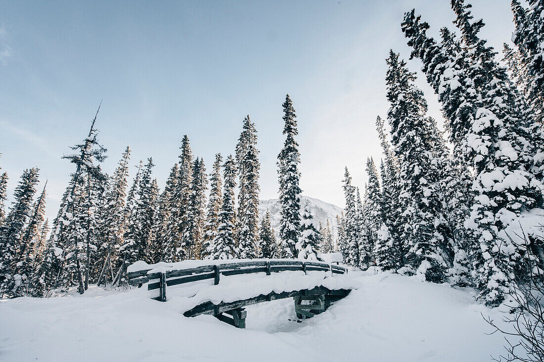 forest at Lake Louise, Bow Valley, Banff National Park, Alberta, Kanada, north america