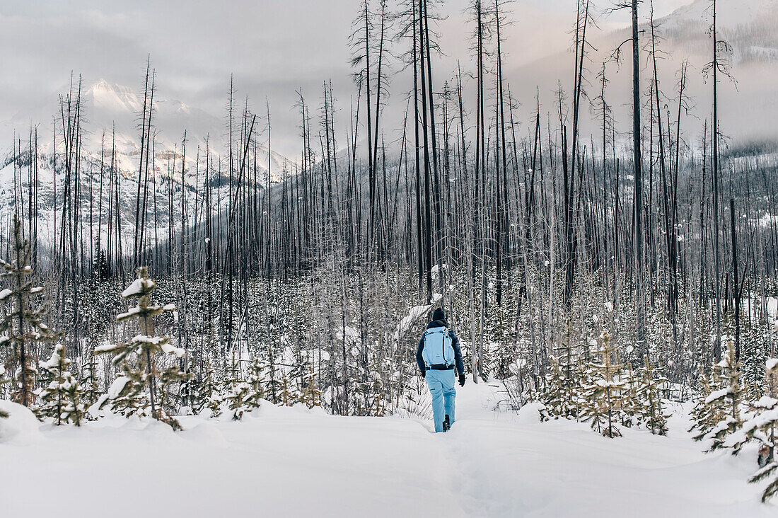 Mann wandert durch den Wald im Kootenay National Park, British Columbia, Kanada, Nordamerika