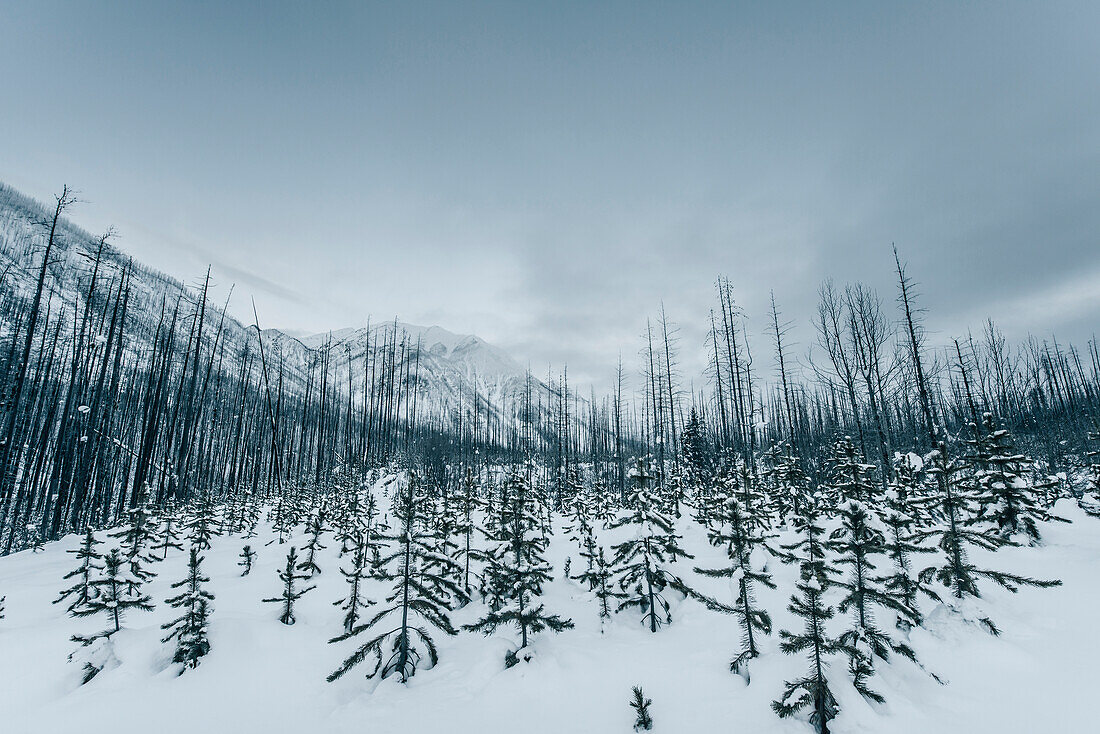 Wald im Kootenay National Park, British Columbia, Kanada, Nordamerika