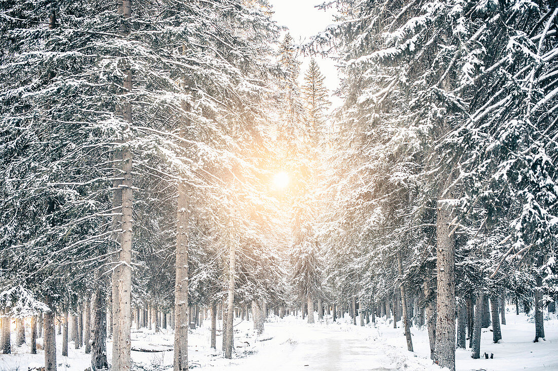 Sunrise at Banff Town, Bow Valley, Banff National Park, Alberta, Kanada, north america