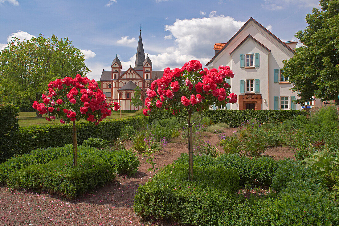 St. Peter's Church with parish garden , Blooming roses , Merzig  , Saarland , Germany , Europe