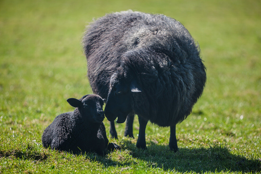 black lamb, sheep, dyke, Schleswig Holstein, Germany