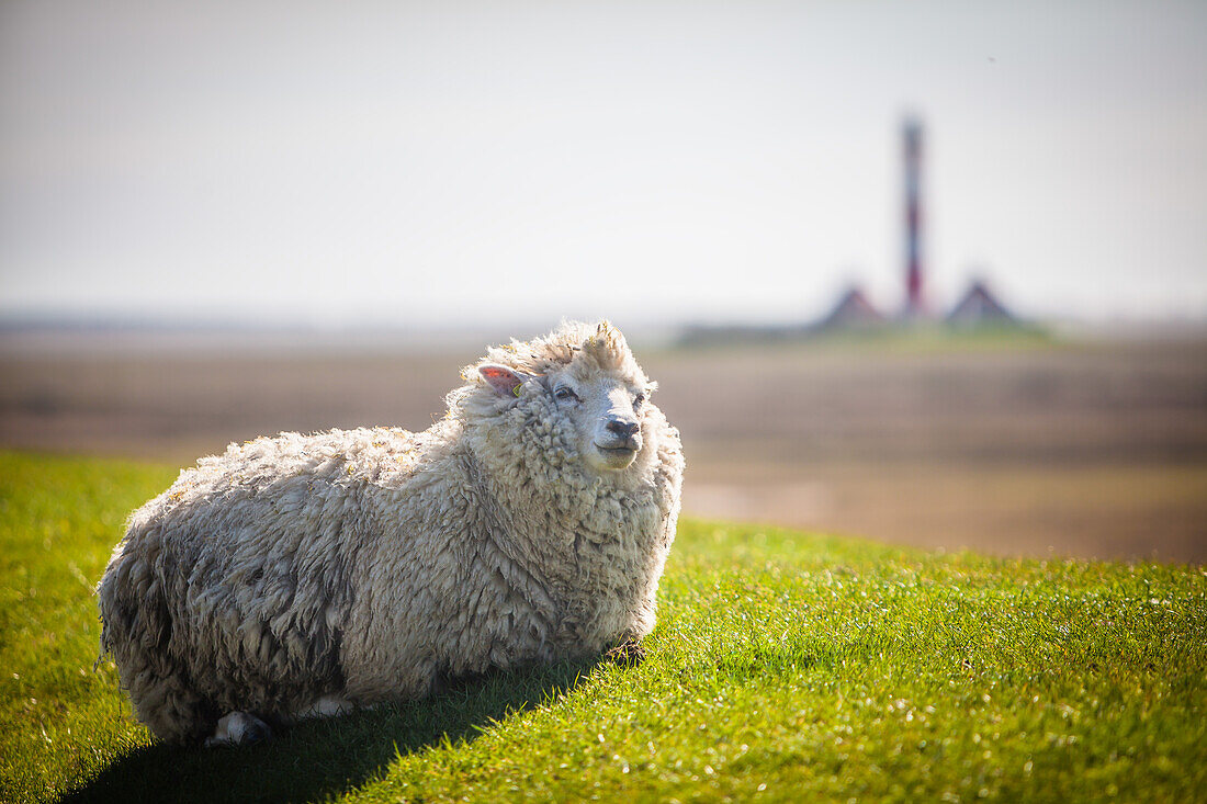 Schafe, Lamm, Westerhever Leuchtturm, Deich, Schleswig Holstein, Deutschland