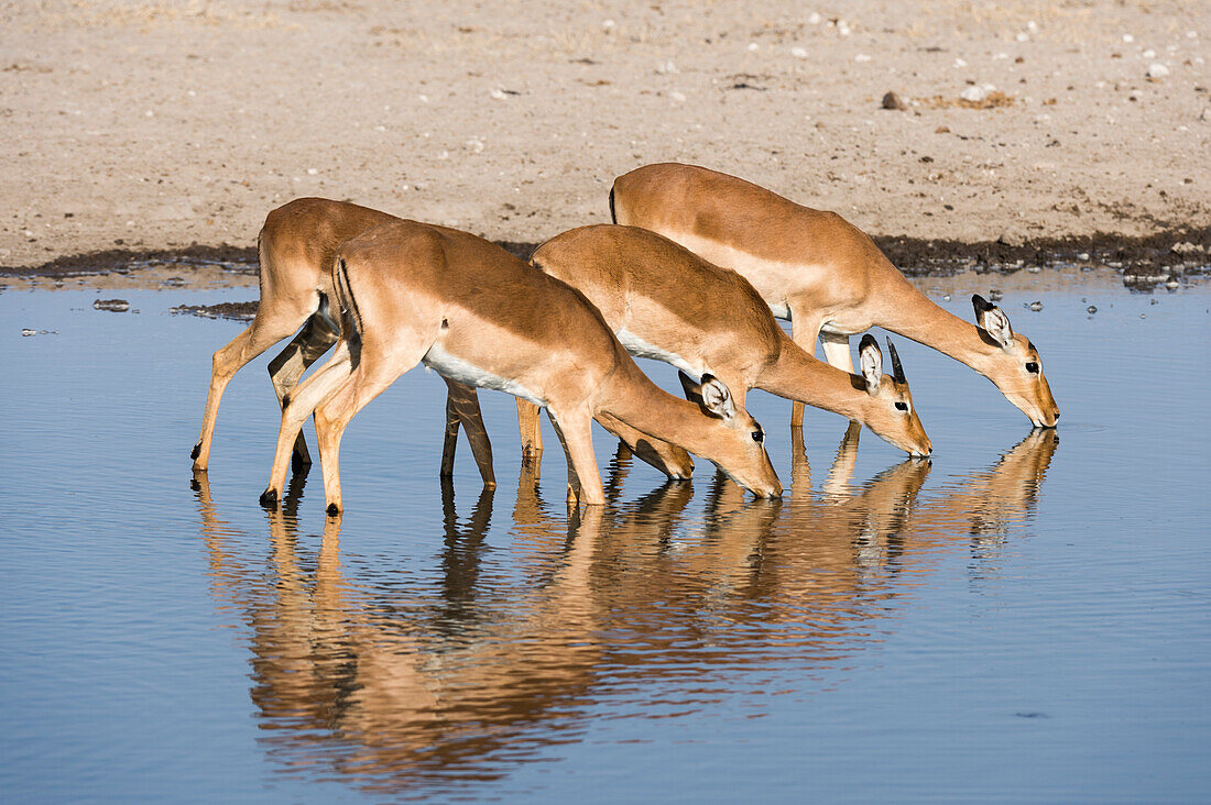 Four impala females (Aepyceros melampus) drinking, Botswana, Africa