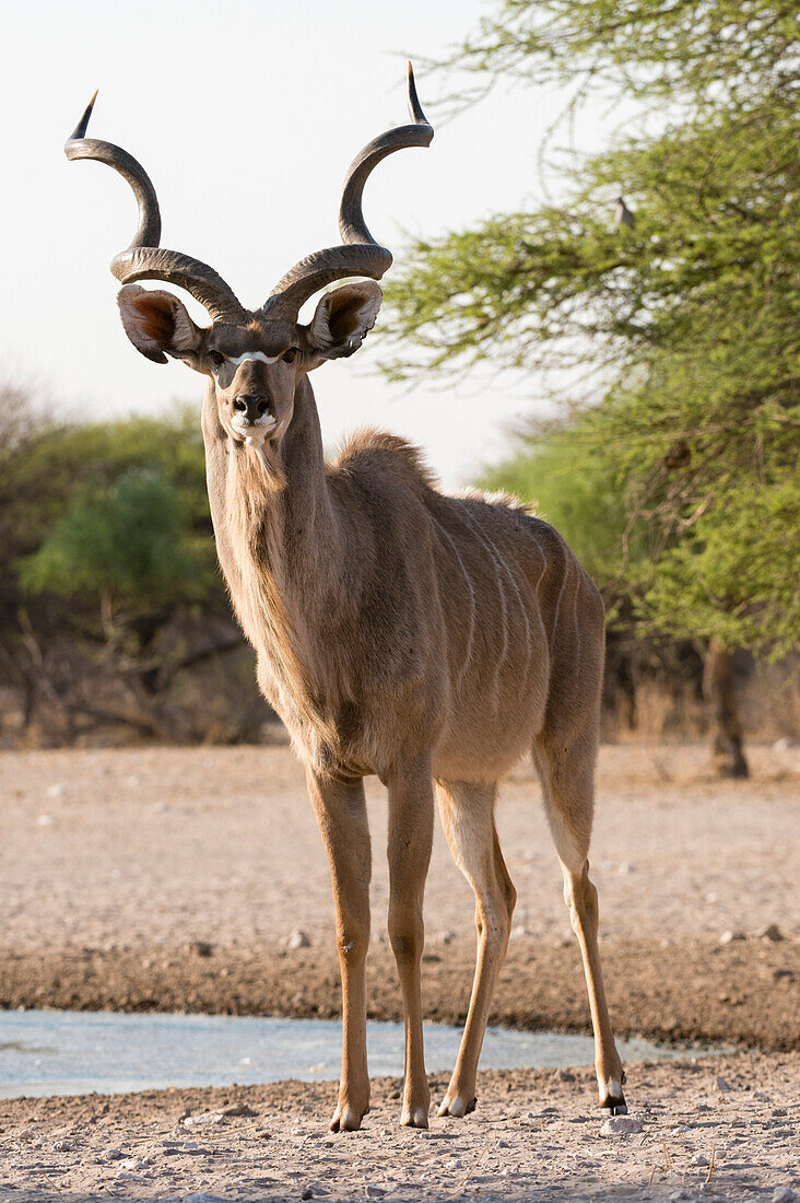 Greater Kudu männlich (Tragelaphus Strepsiceros) schaut in die Kamera, Botswana, Afrika