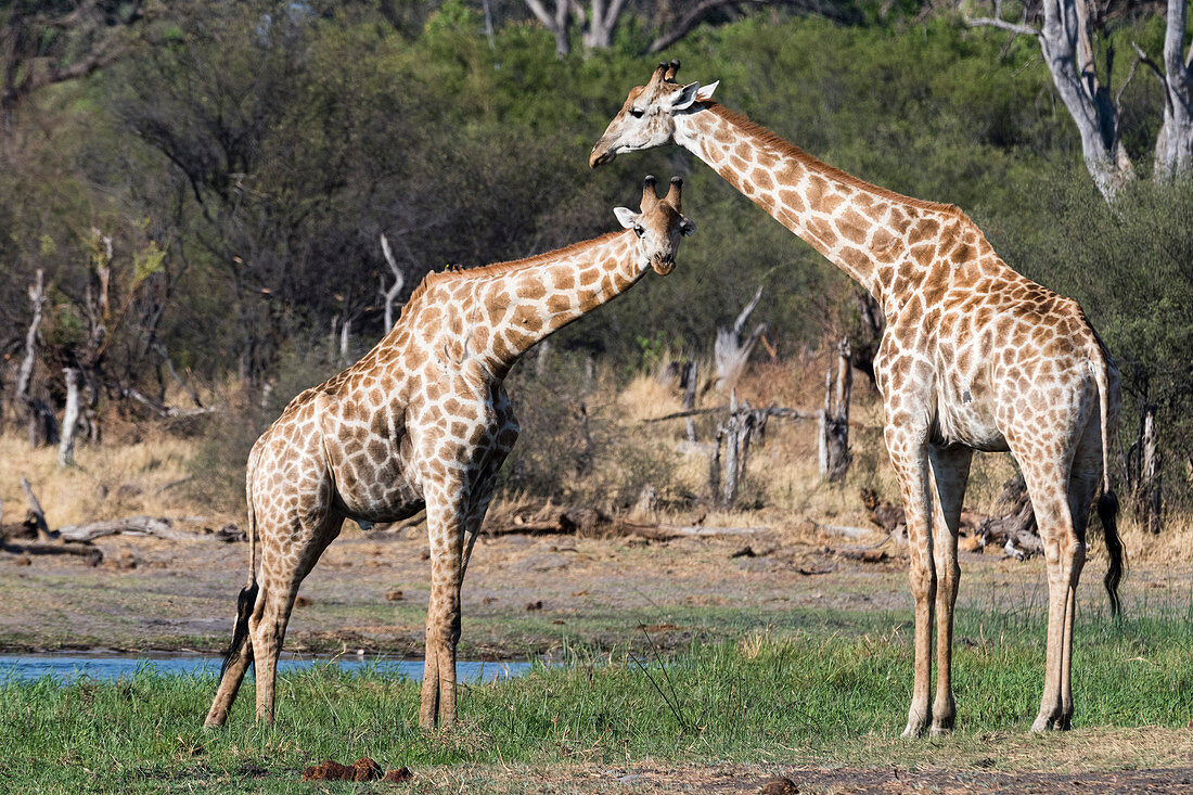 Zwei südliche Giraffen (Giraffa Camelopardalis) auf der Khwai River Bank, Botswana, Afrika