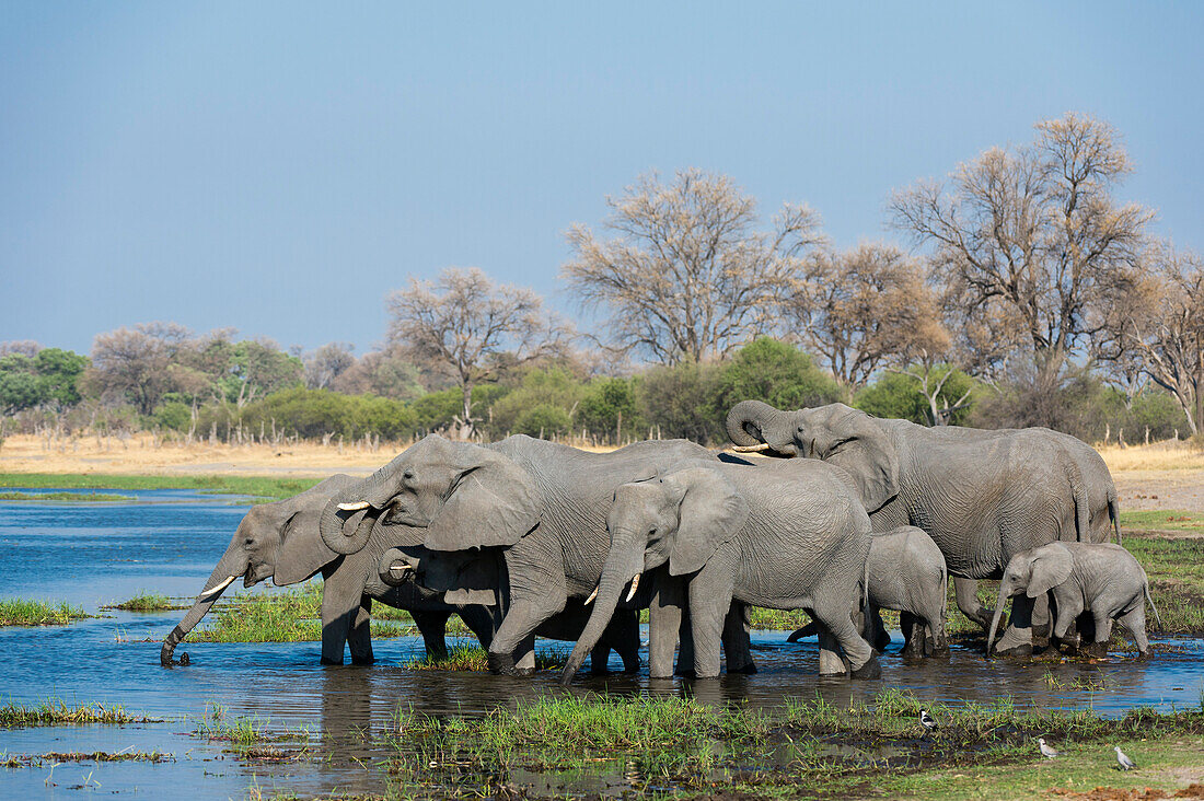 African elephants (Loxodonta africana) drinking in the River Khwai, Botswana, Africa