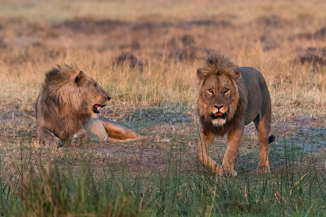 Zwei Löwen (Panthera Leo) bei Sonnenuntergang, Botswana, Afrika