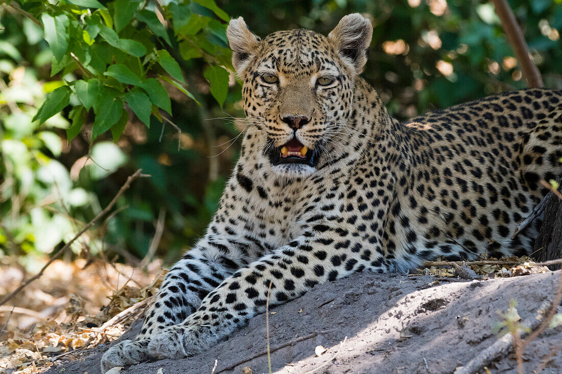 Ein Leopard (Panthera Pardus) im Schatten, Botswana, Afrika