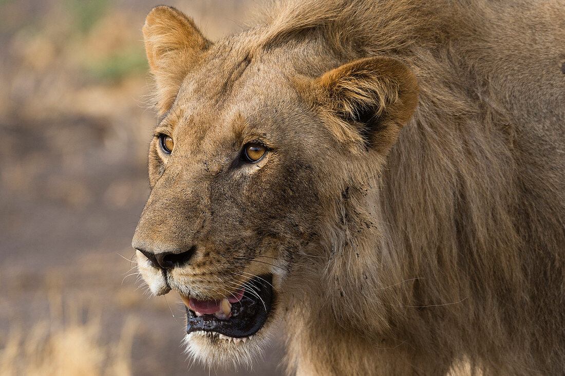 Porträt eines männlichen Löwen (Panthera Leo), Botswana, Afrika