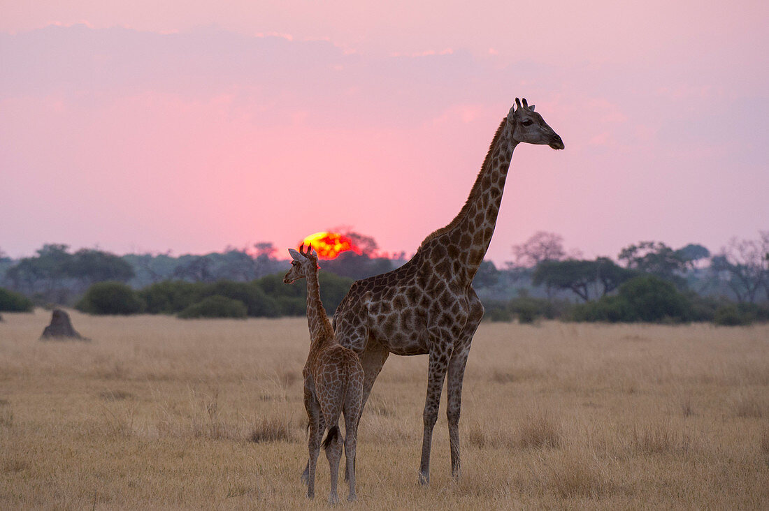 A giraffe with its baby (Giraffa camelopardalis) at sunset, Botswana, Africa