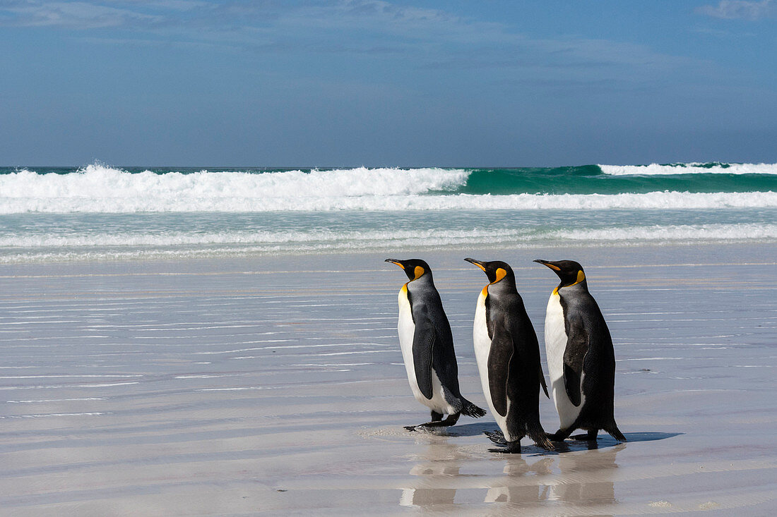 Drei Königspinguine (Aptenodytes patagonica) zu Fuß auf Volunteer Point Strand, Falkland-Inseln, Südamerika