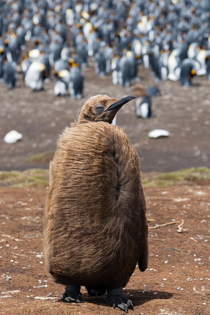 Portrait eines Königspinguinküken (Aptenodytes patagonica), Falkland-Inseln, Südamerika