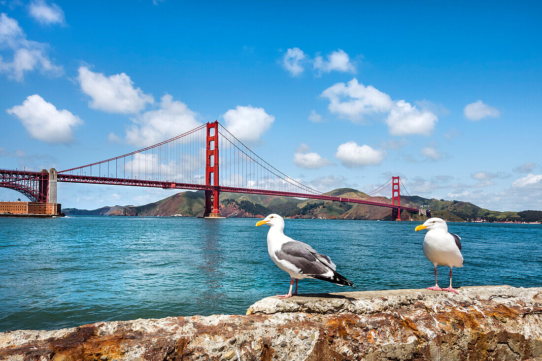 Möwen vor Golden Gate Bridge, San Francisco, Kalifornien, USA