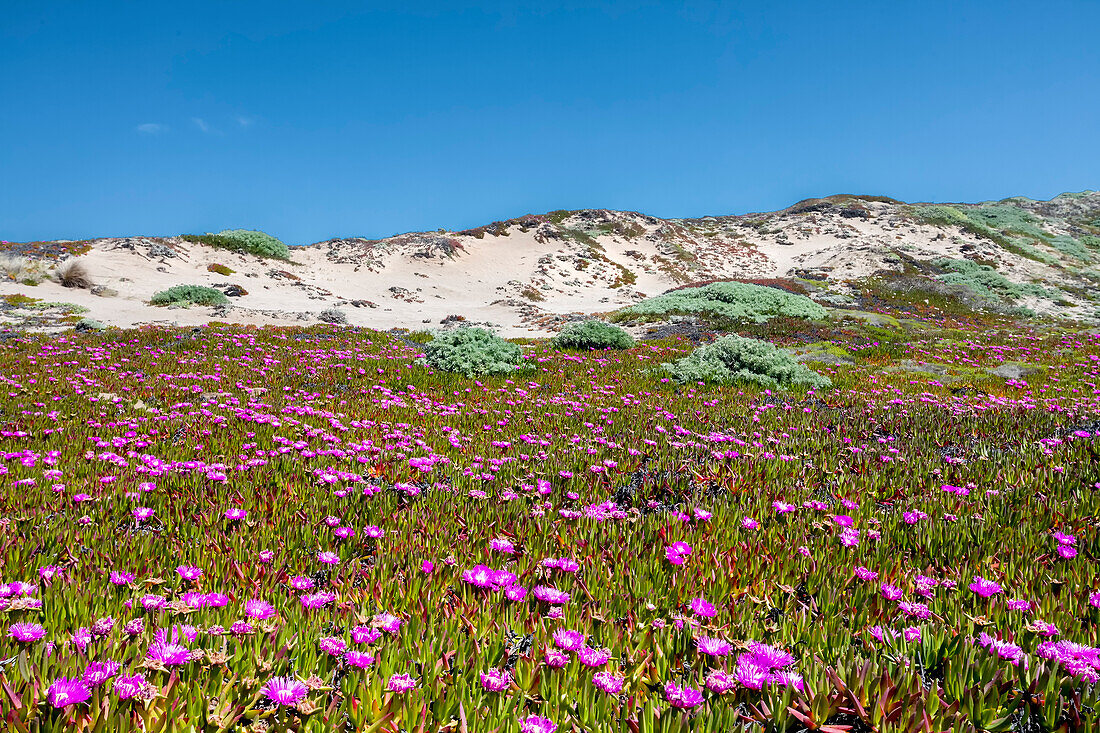 Wild flowers in the dunes, Point Reyes National Seashore, Marin County, California, USA