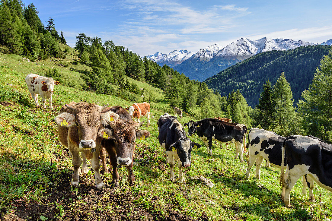Kälber blicken auf Betrachter, Berge im Hintergrund, Pflerschtal, Stubaier Alpen, Südtirol, Italien
