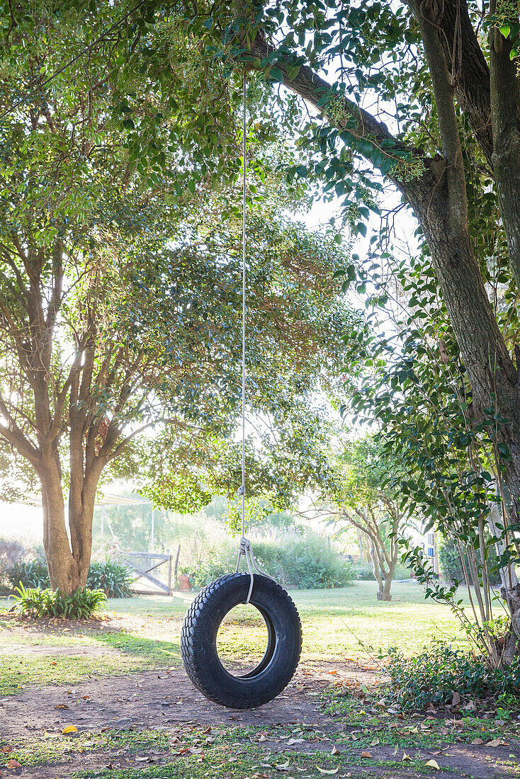 Tire swing hanging from tree