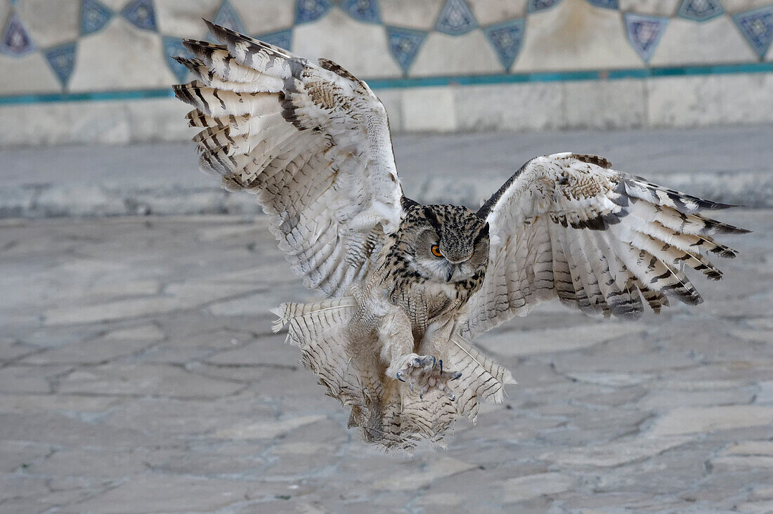 Uhu (Bubo Bubo) im Flug, Turkistan, Süd-Region, Kasachstan, Zentralasien, Asien