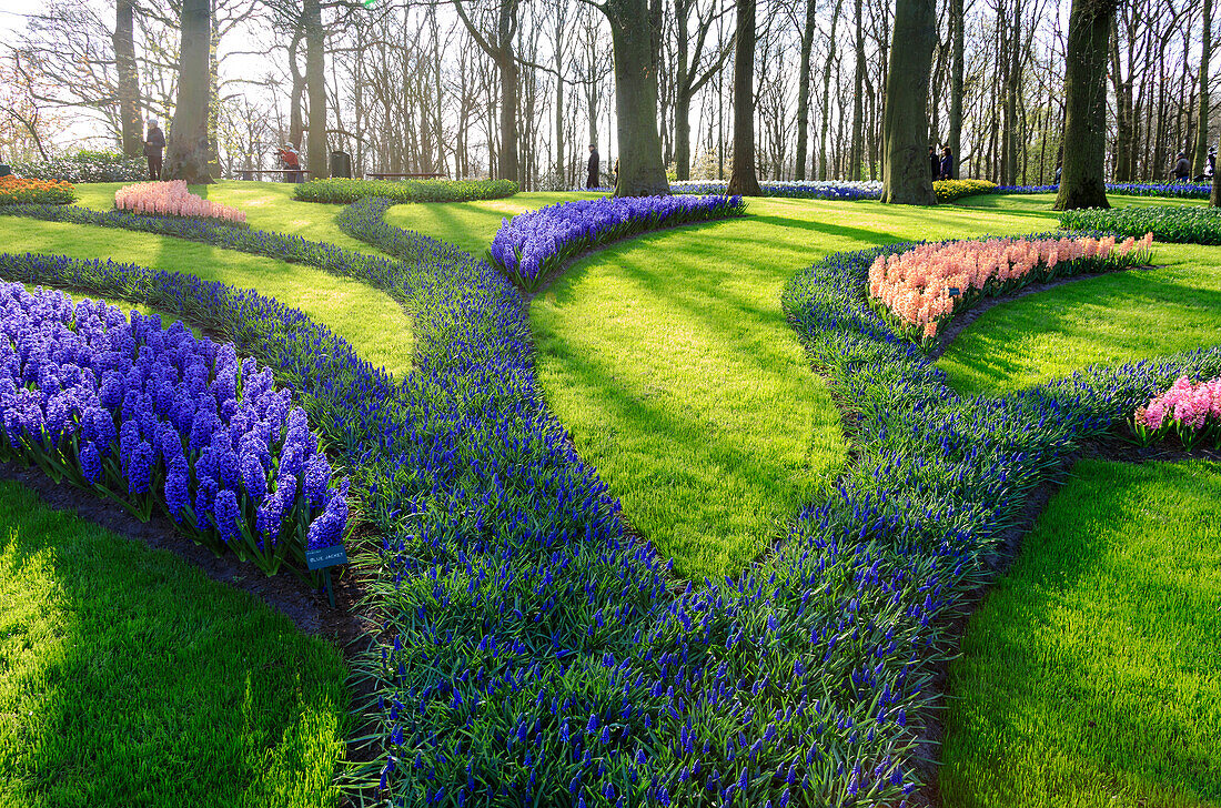 Green gardens of flowers in bloom in spring at the Keukenhof Botanical Garden, Lisse, South Holland, The Netherlands, Europe