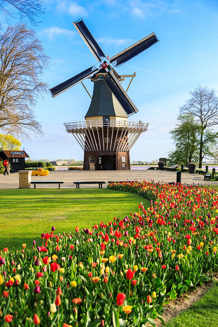 Typical windmill framed by multicolored tulips in bloom, Keukenhof Botanical Garden, Lisse, South Holland, The Netherlands, Europe