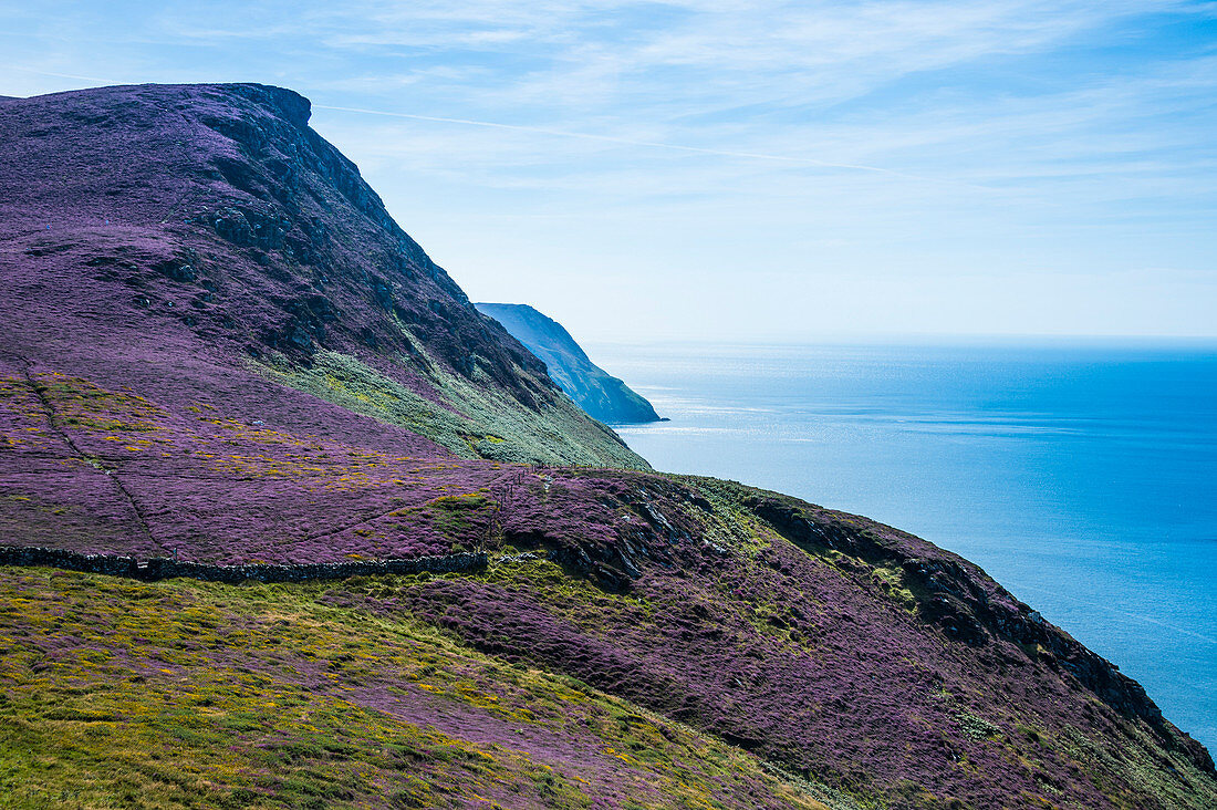 Blühende Blumen an der Westküste der Isle of Man, Kroneabhängigkeit des Vereinigten Königreichs, Europa