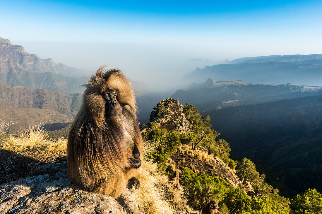 Männliche Gelada (Theropithecus Gelada) sitzt auf einer Klippe, Simien Mountains National Park, UNESCO-Weltkulturerbe, Äthiopien, Afrika