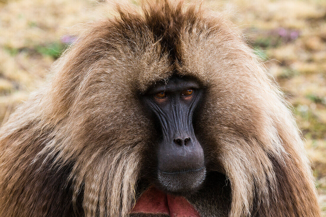 Male Gelada (Theropithecus gelada), Simien Mountains National Park, UNESCO World Heritage Site, Debarq, Ethiopia, Africa