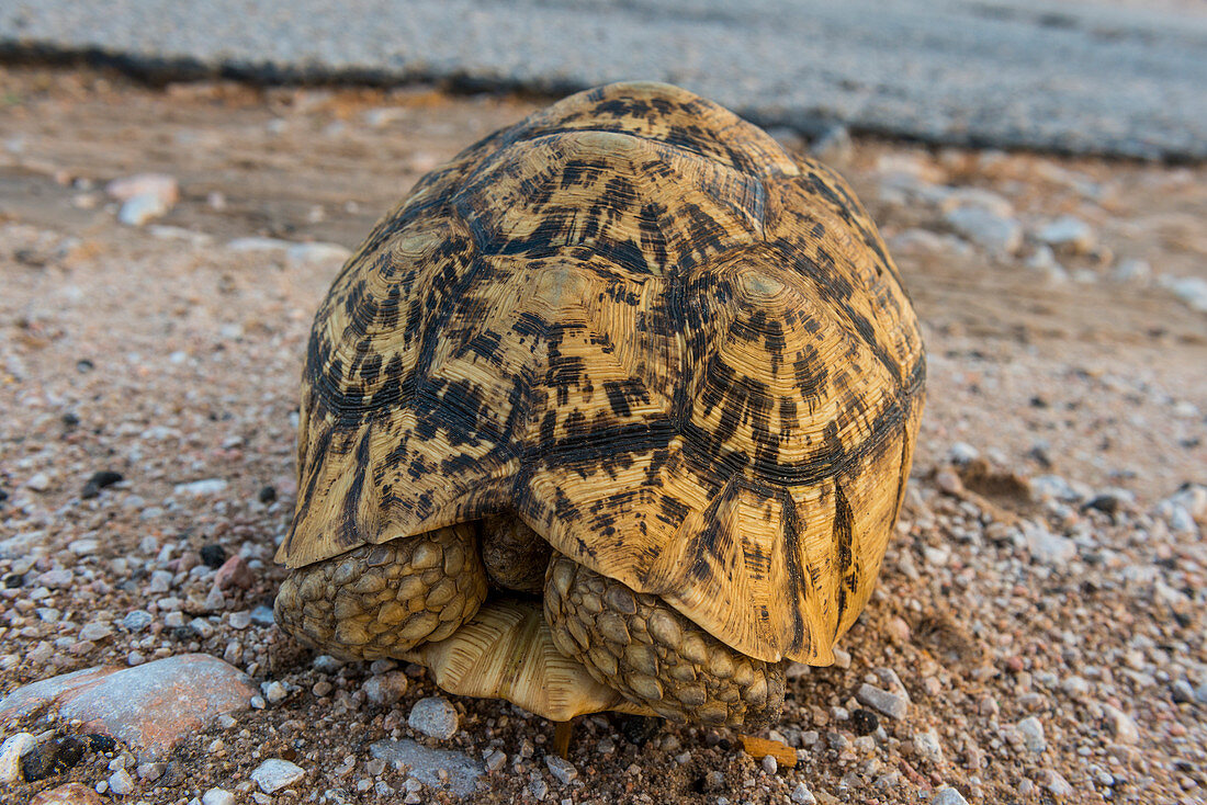 African spurred tortoise (Centrochelys sulcata), Somaliland, Somalia, Africa