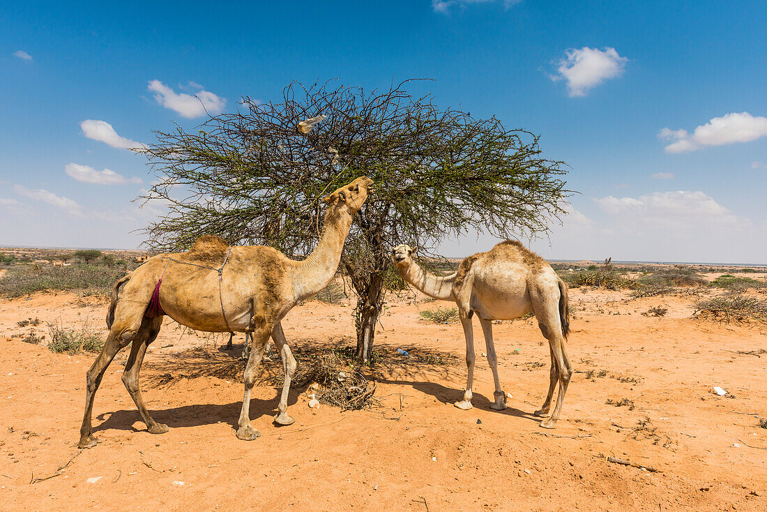 Kamele essen einen Akazienbusch, Somaliland, Somalia, Afrika
