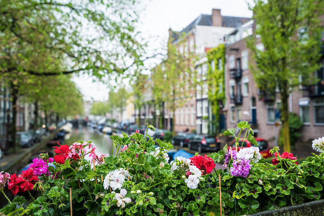 Jordaan district, Amsterdam, Netherlands, Europe