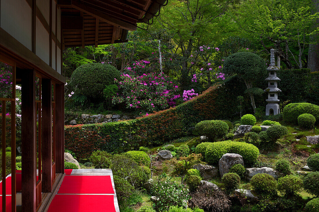 Rhododendron blooming in Zen garden, Sanzen-in Temple, Kyoto, Japan, Asia