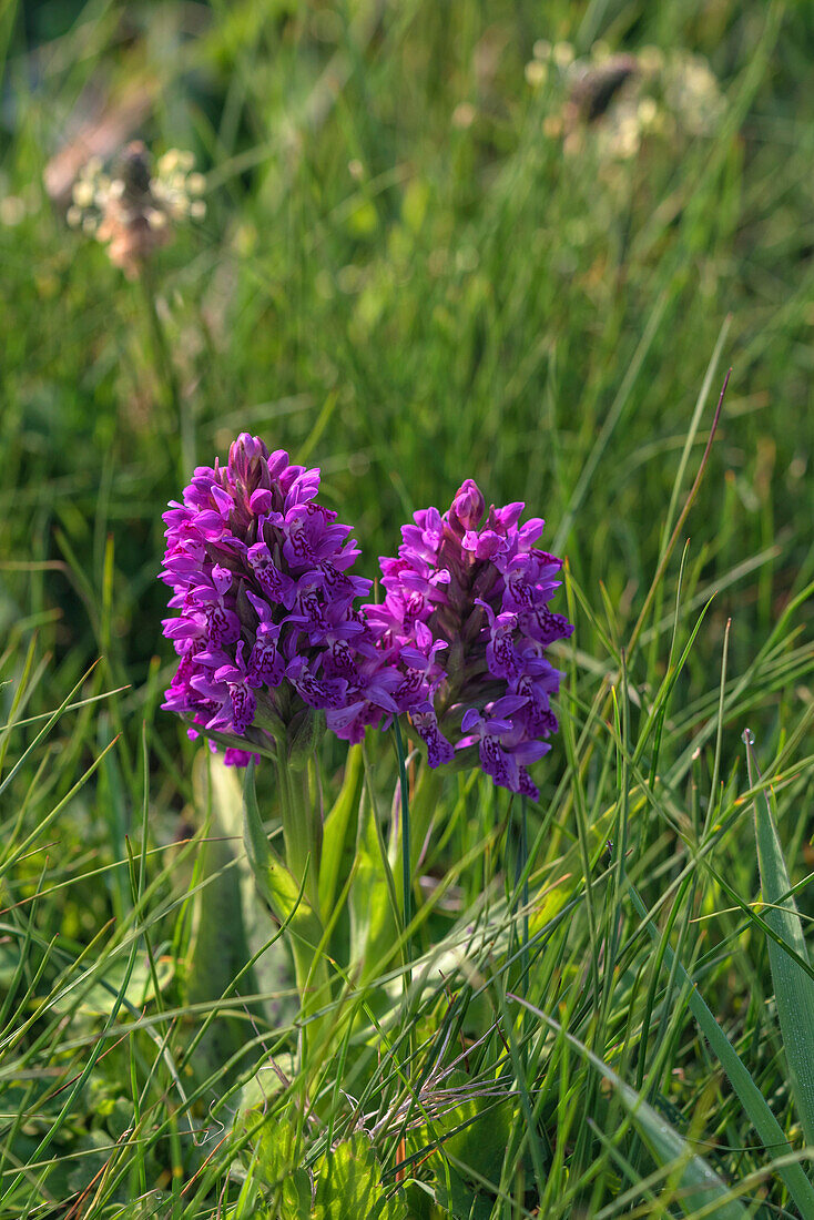 Marsh Orchidee, Loop Head, County Clare, Munster, Irland, Europa