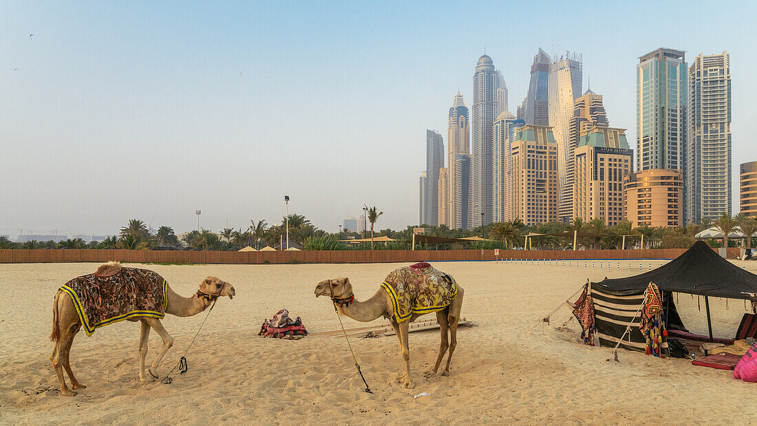 Kamele mit Blick auf Jumeirah Beach Residence (JBR) in Dubai, Vereinigte Arabische Emirate, Naher Osten